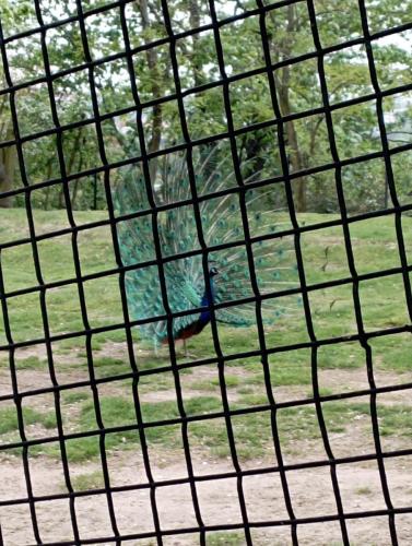 IMG-20240429-WA0012